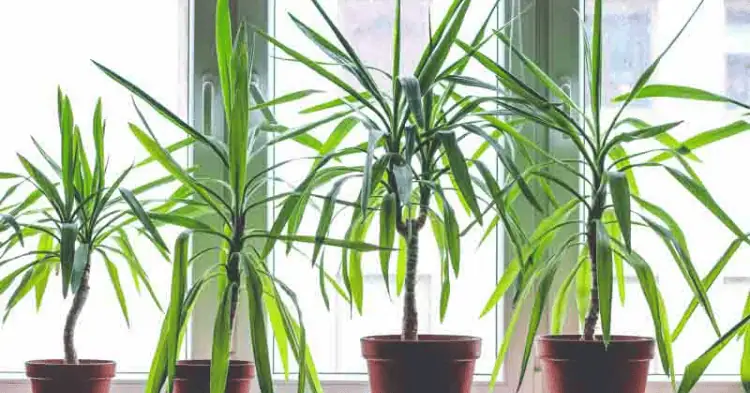 چند گلدان درخچه دراسنا