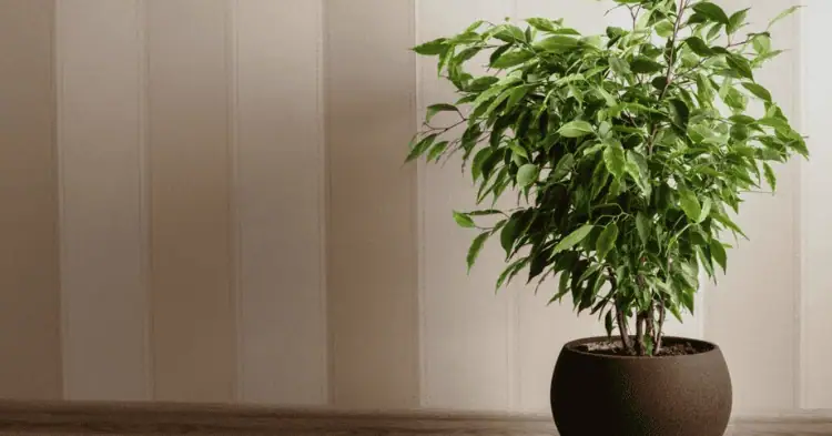 یک درخچه گلدانی فیکوس بنجامین