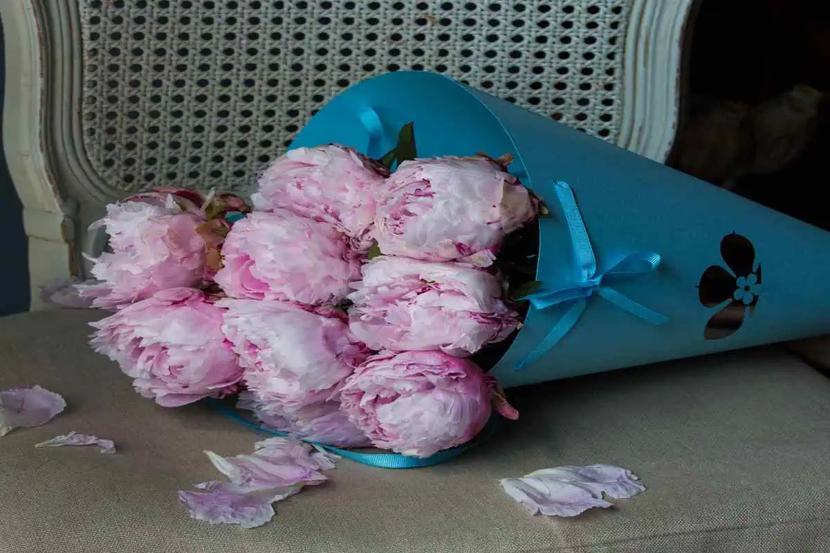 گل پیونی برای هدیه به عشق
