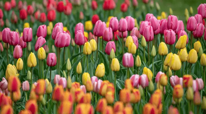 گل های لاله رنگارنگ در باغ گل