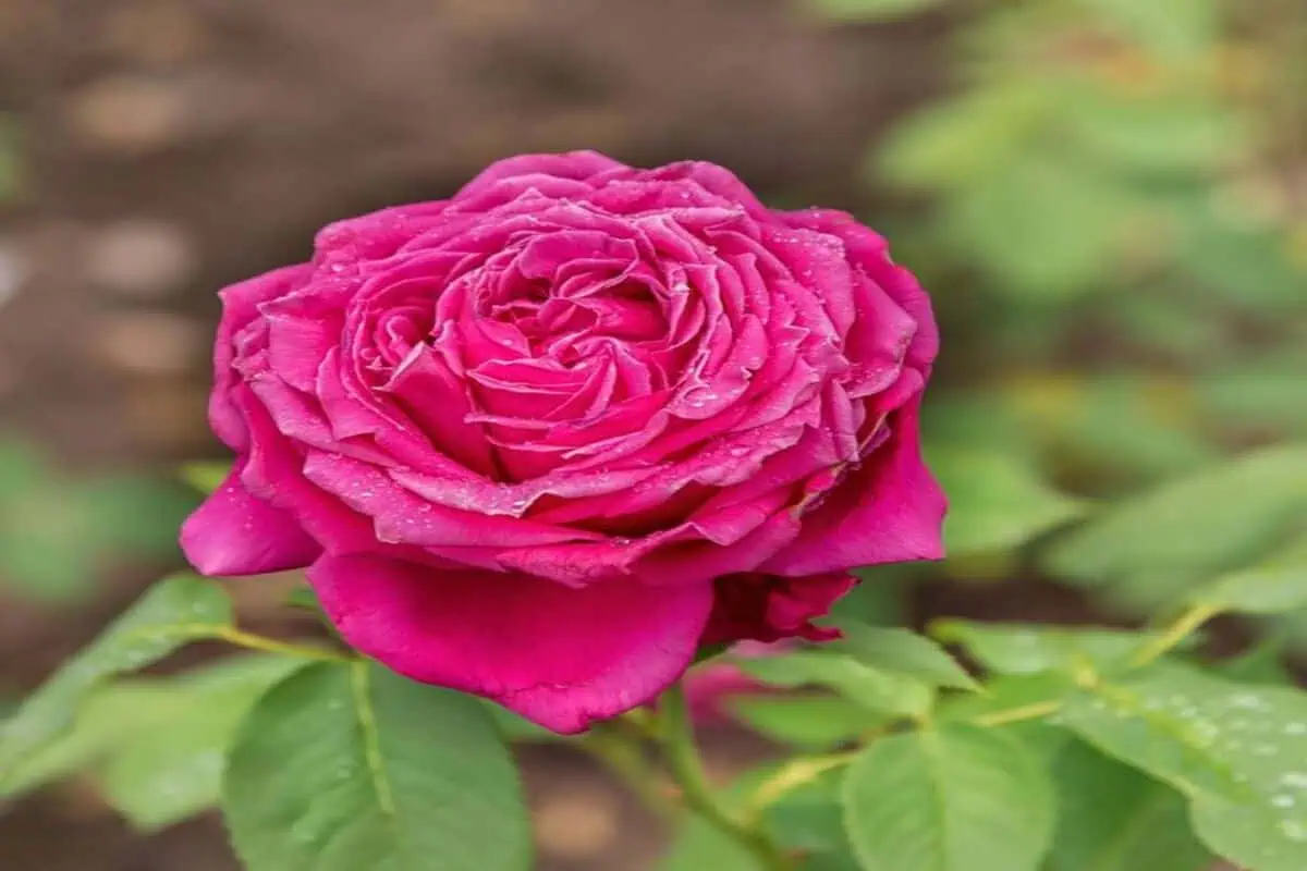 گل رز بوربون