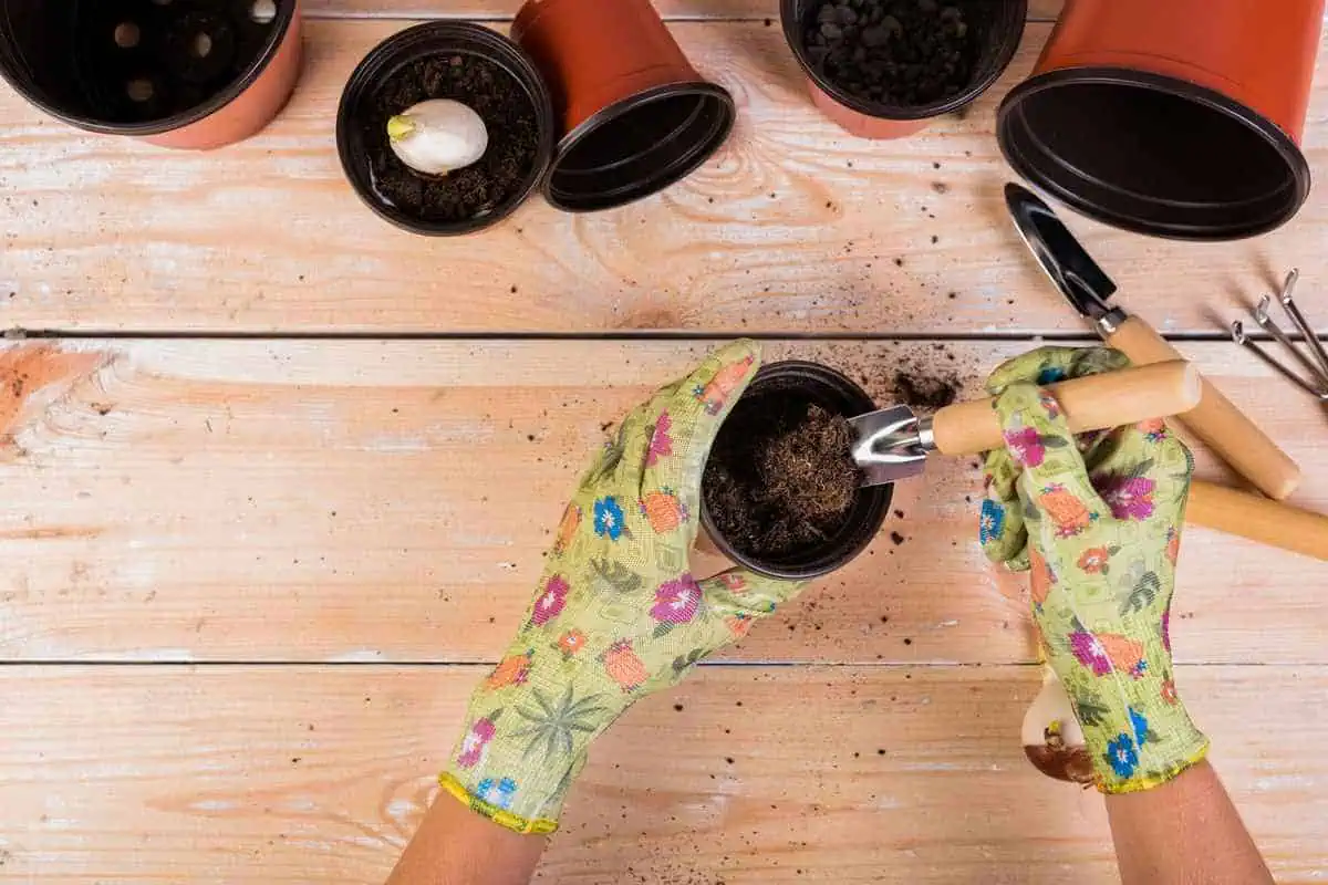 کاشت انواع گل و گیاه