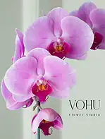 گلدان شیشه ای ارکیده یاسی - Image 2