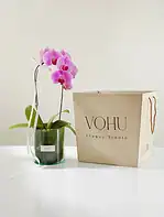 گلدان شیشه ای ارکیده یاسی