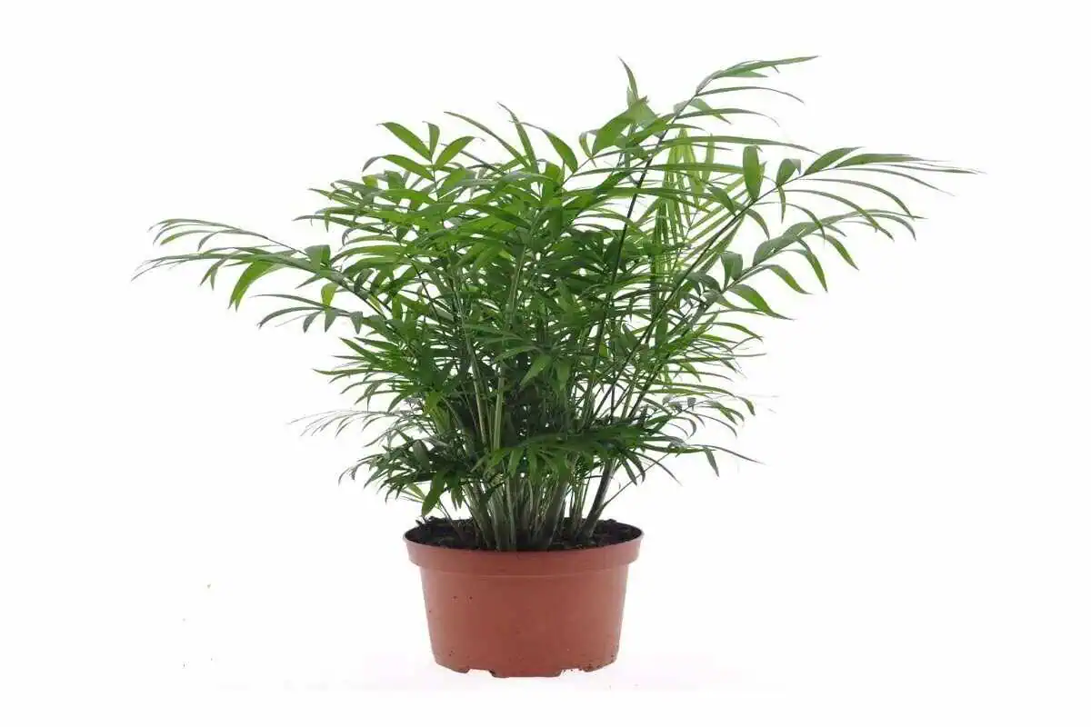 گل آپارتمانی مقاوم نخل شامادورا