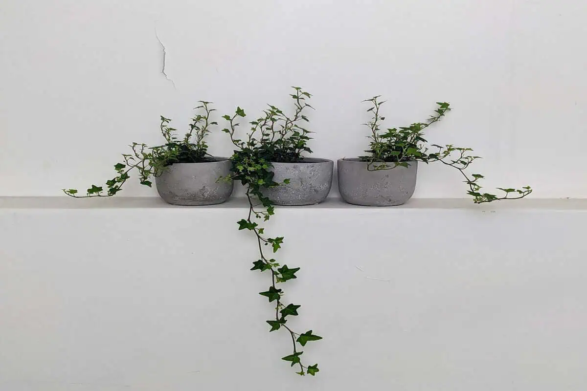 گل آپارتمانی مقاوم پاپیتال