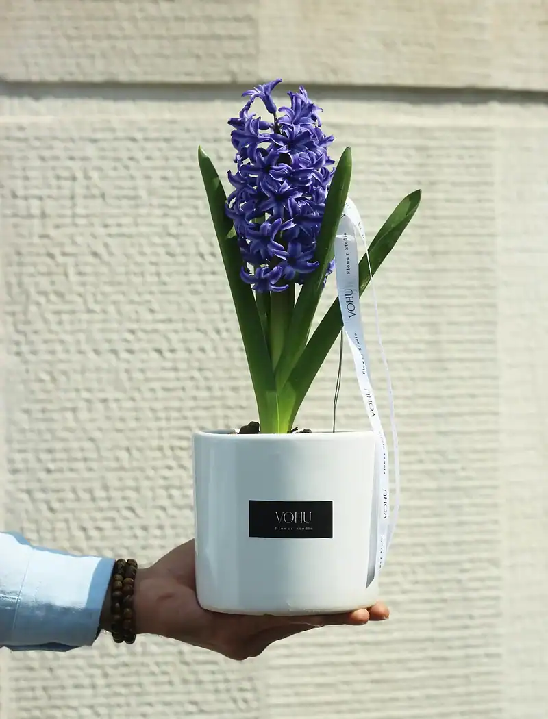 گل و گلدان سنبل نوروز - Image 1