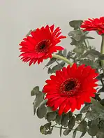 جار گل ژربرا قرمز - Image 3