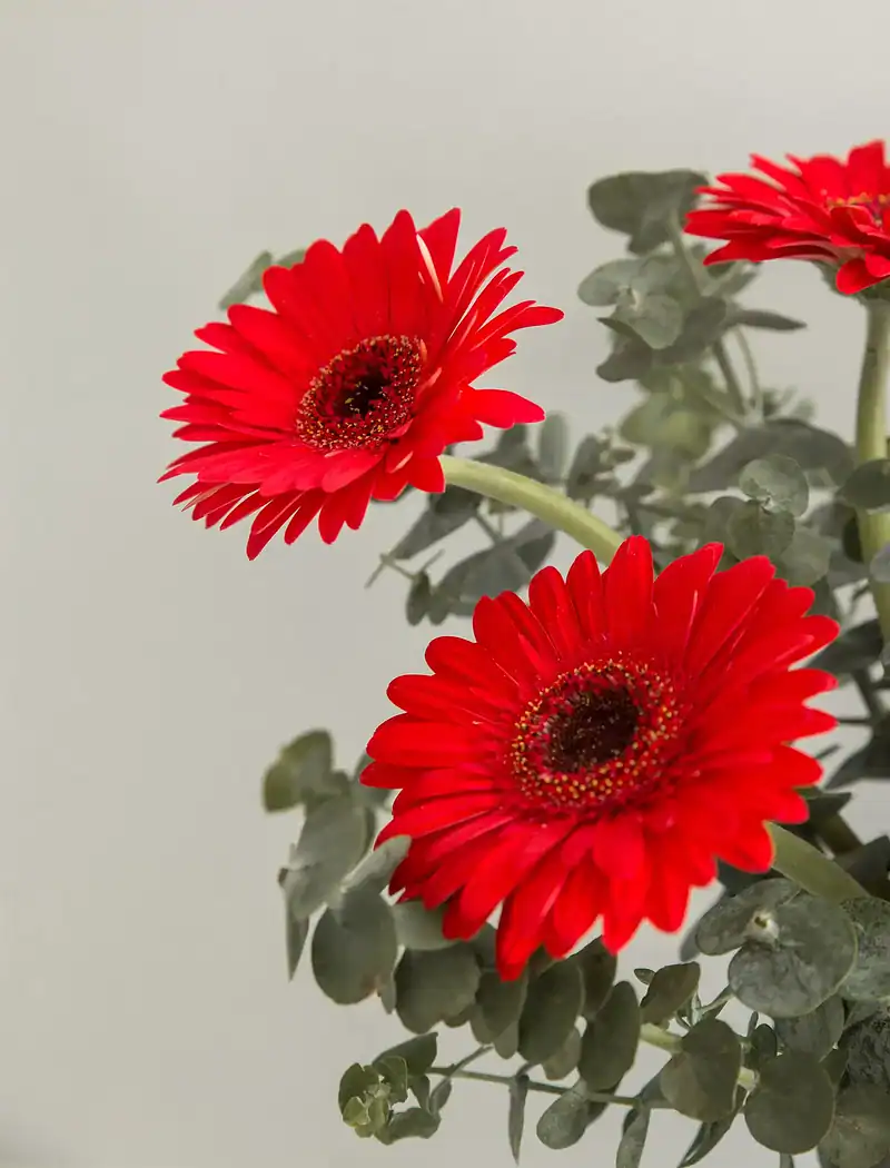 جار گل ژربرا قرمز - Image 3