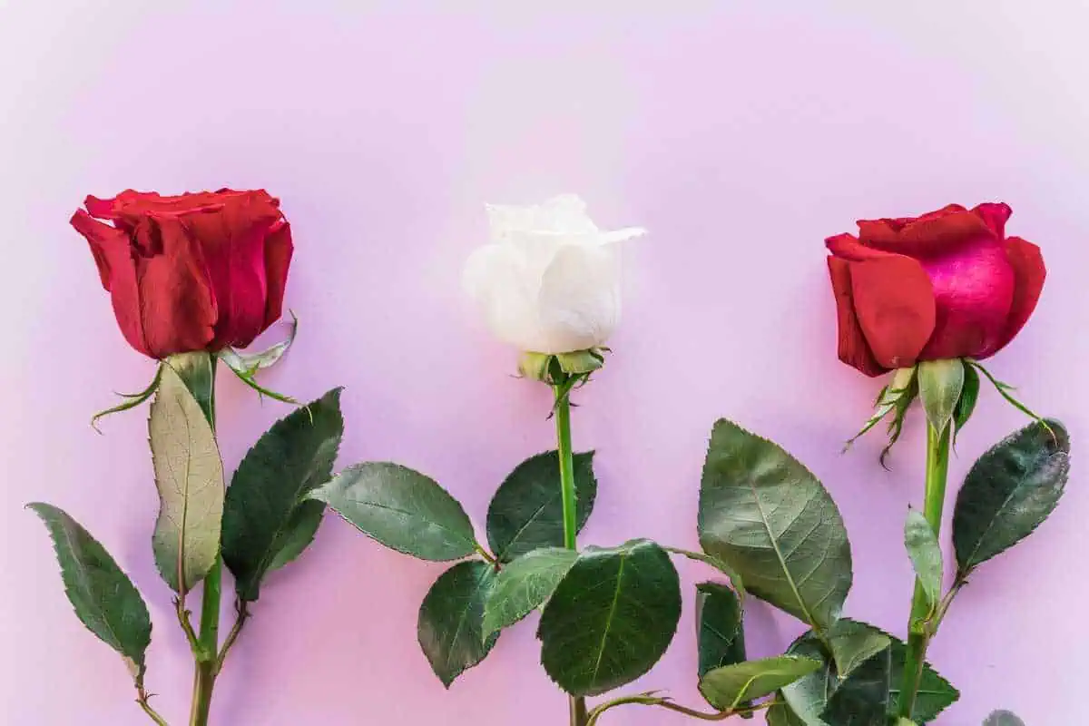 تفاوت رز هلندی و رز ایرانی