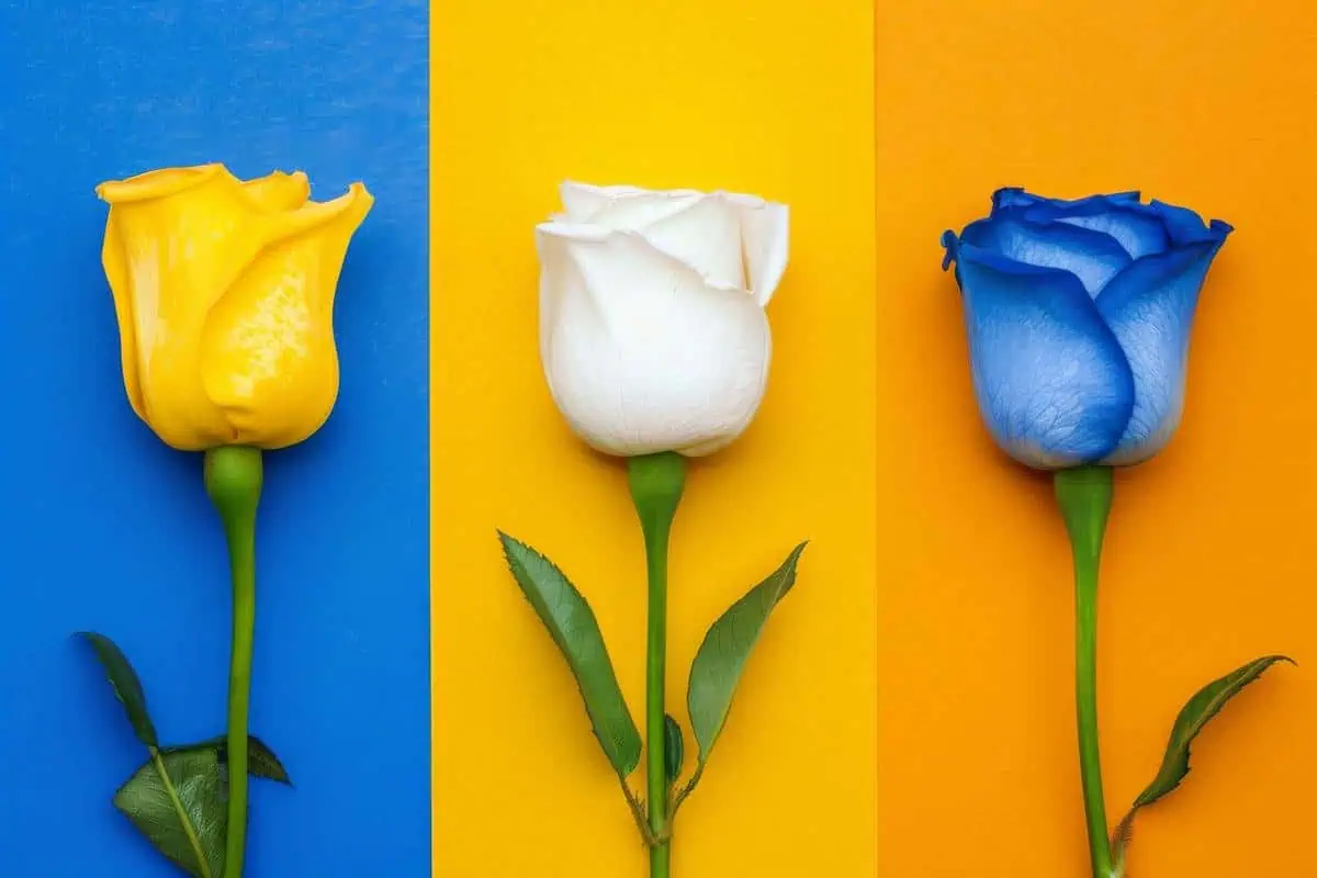 تفاوت رز ایرانی و هلندی