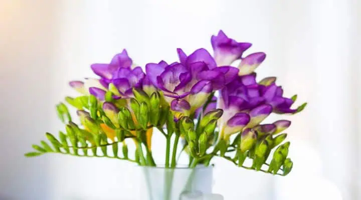 فیریزیا بنفش