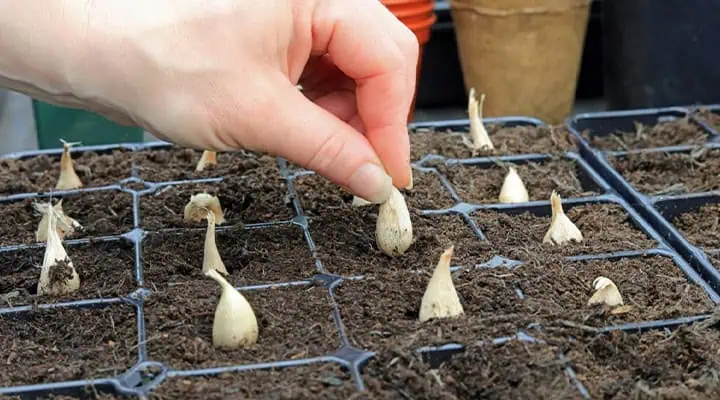 تصاویر مراحل کاشت و نگهداری فرزیا