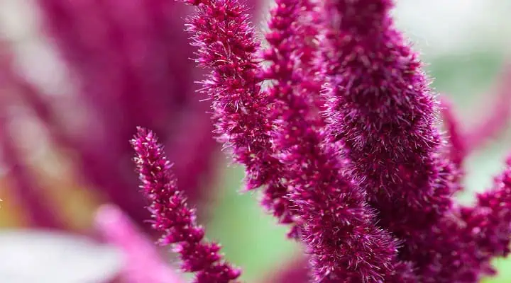 گل تاج خروسی