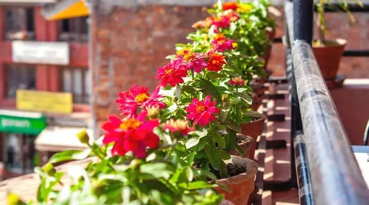 گل آهاری در بالکن