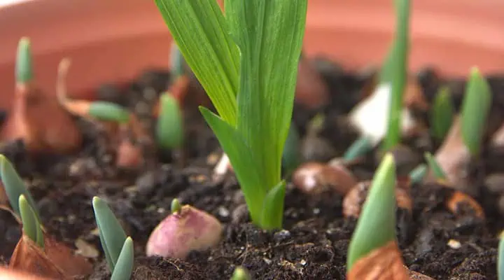 کاشت فریزیا