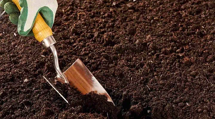 آماده سازی خاک برای کاشت گل فرزیا