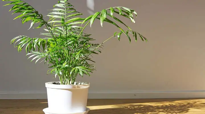 روش نگهداری نخل شامادورا در آپارتمان