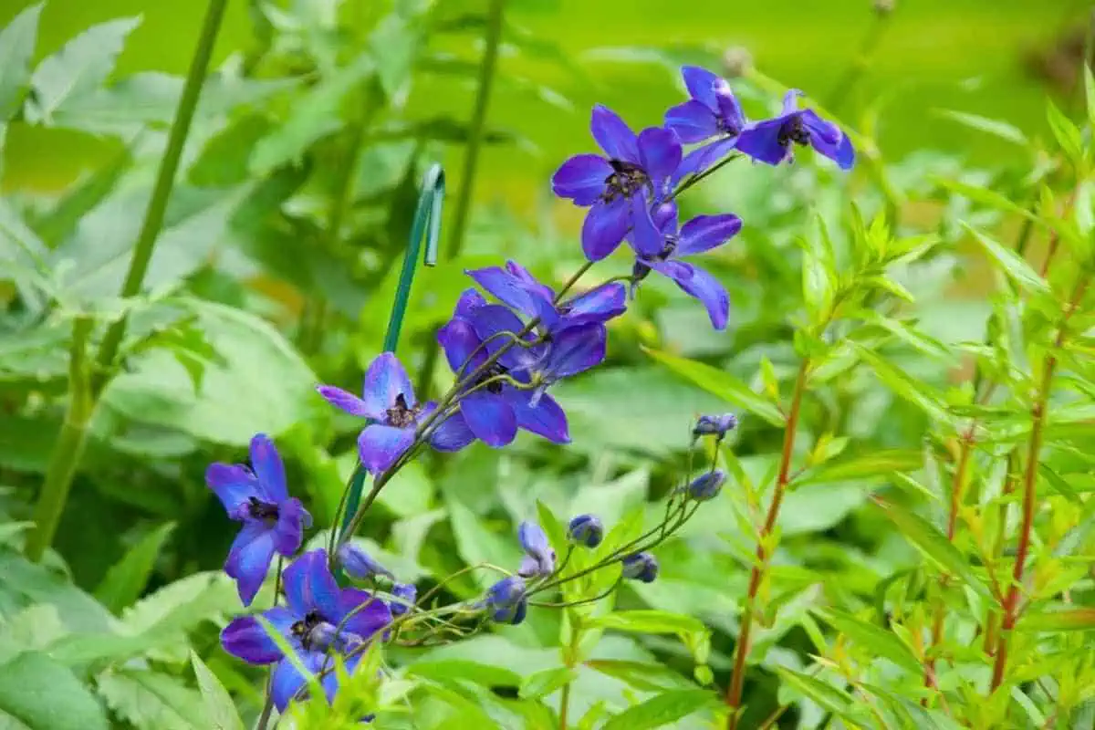 طرز کاشت گل شب بو