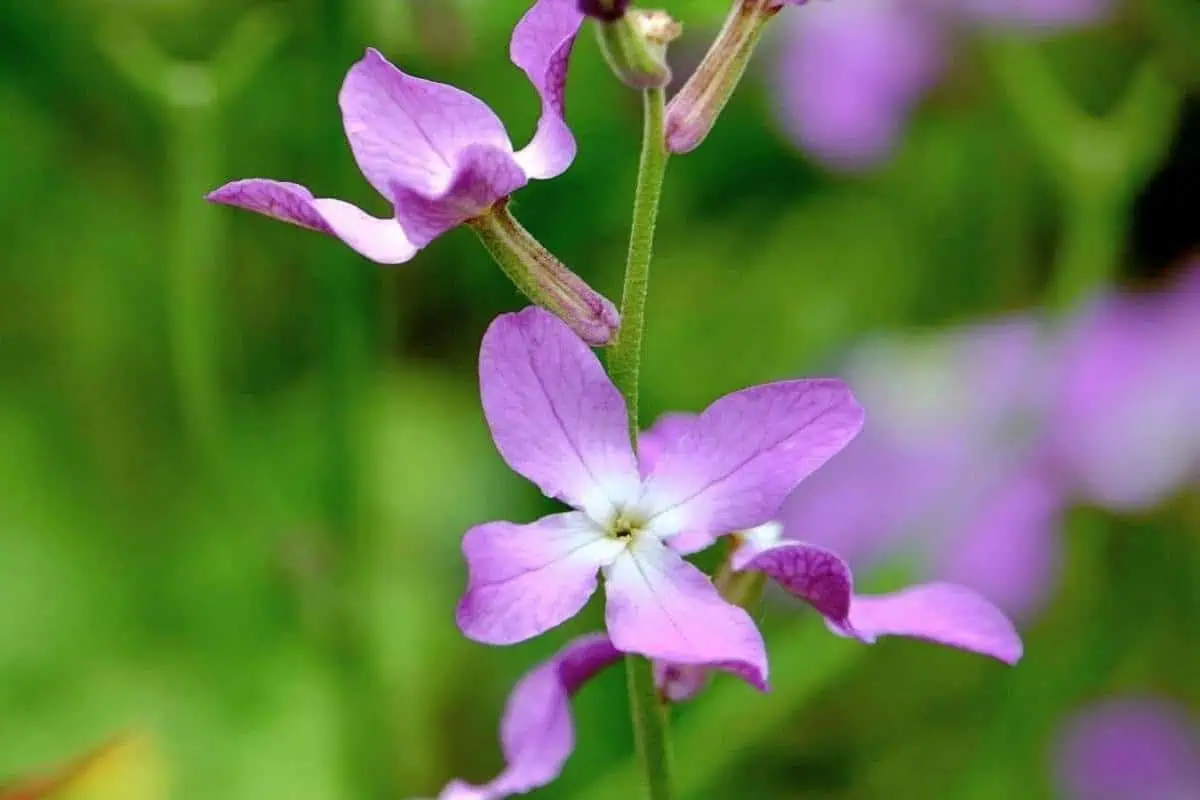 شرایط نگهداری گل شب بو