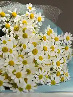 دسته گل بابونه ماهلین - Image 2