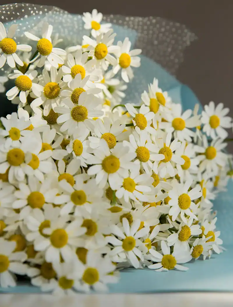 دسته گل بابونه ماهلین - Image 2