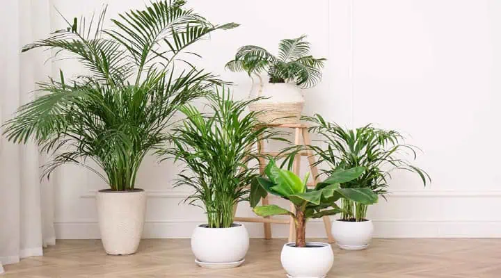 نیاز نوری نخل شامادورا در منزل