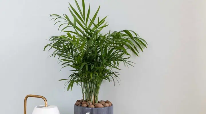 تکثیر نخل شامادورا با پاجوش