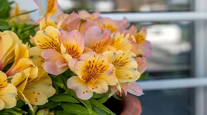 گلهای با ماندگاری بالا