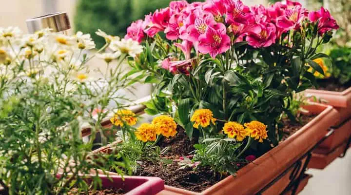 تصویر گل فرزیا در گلدان