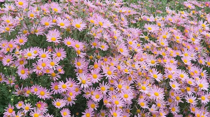 گل داوودی مینایی