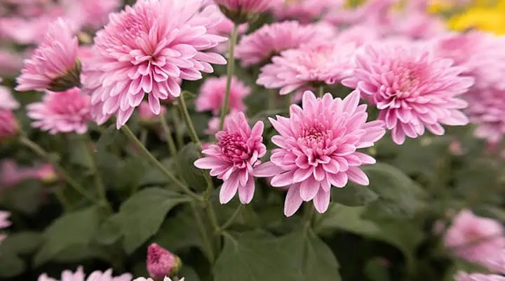 تصویر داوودی تزئینی