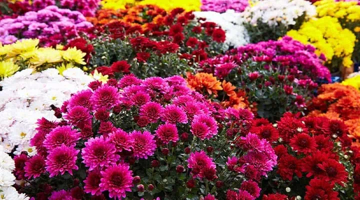 انواع گل داوودی