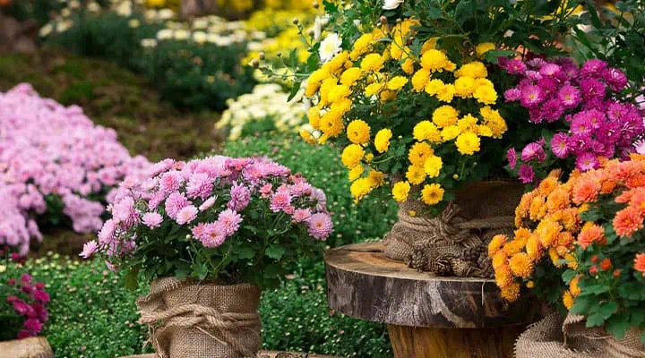 تصویر گل داوودی در باغچه