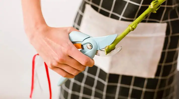 کوتاه کردن شاخه گل