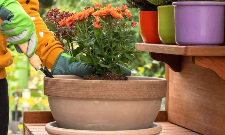 فردی در حال کاشت گل داوودی داخل گلدان