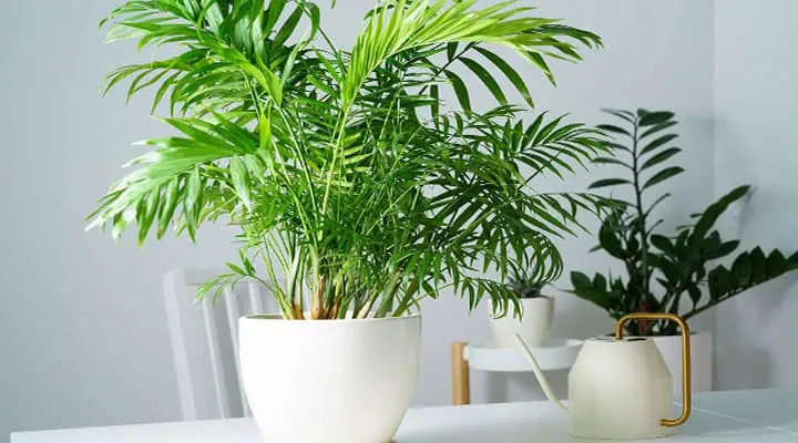 شرایط رشد شامادورا