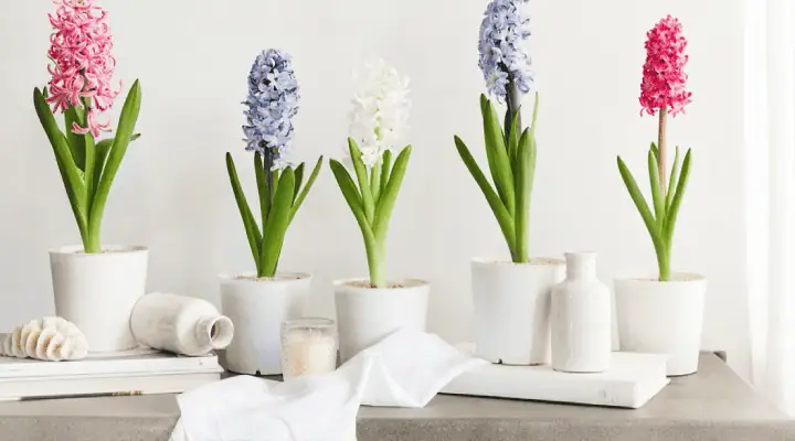 رنگ های مختلف سنبل