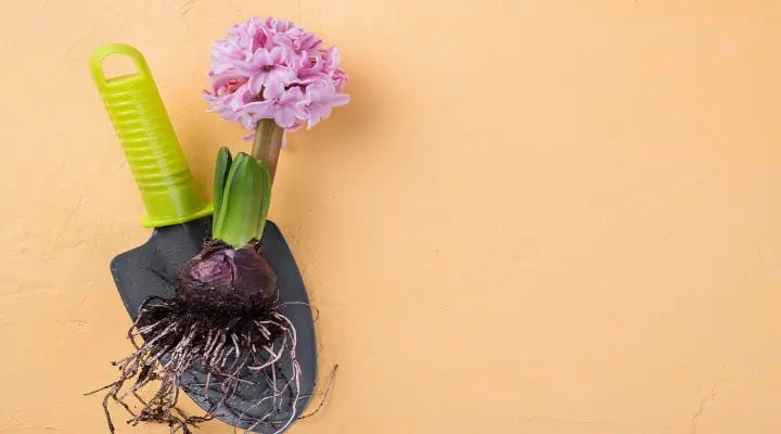 گل سنبل صورتی