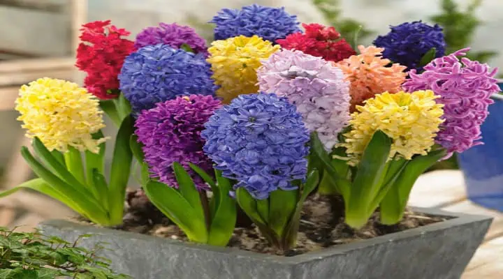 تصویر رنگهای مختلف سنبل