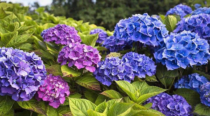 گل مناسب افراد آلرژیک