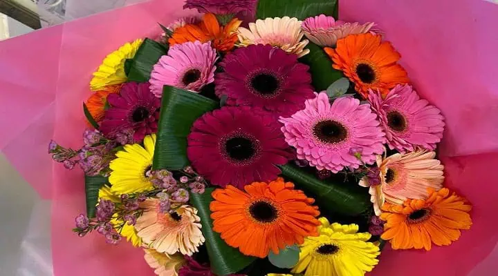 گلهای ژربرا با ماندگاری بالا
