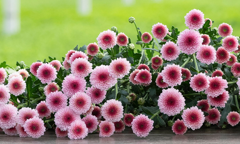 تعداد زیادی گل داوودی صورتی