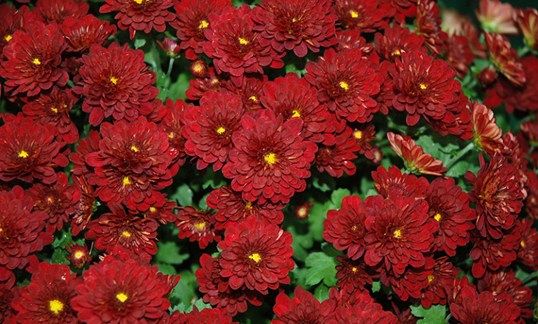 تعداد زیادی گل شقایق قرمز