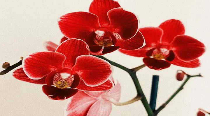 گل ارکیده قرمز