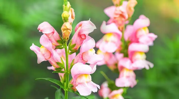 گل دهان اژدها