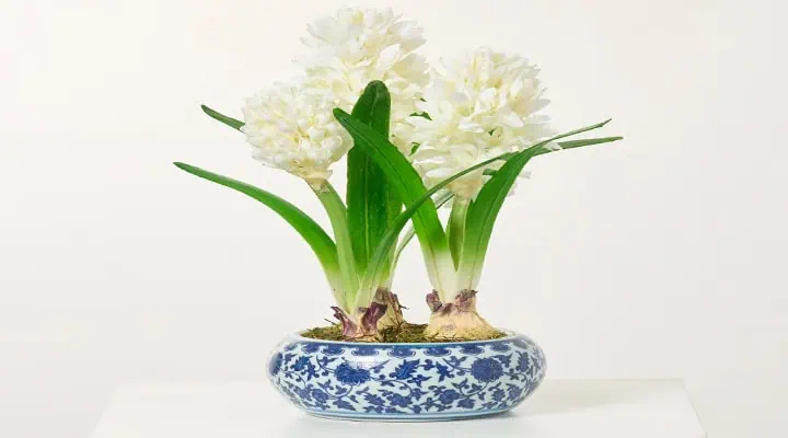 تاج گل سنبل سفید مناسب نوروز