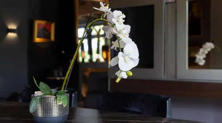 گل ارکیده سفید در دکور خانه
