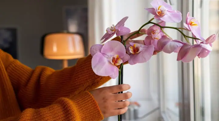 تصویر گل ارکیده صورتی و نماد آن که لطافت زنانه است