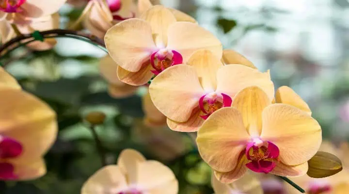 گل ارکیده نماد چیست رنگ زرد